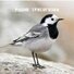 Wagtail456